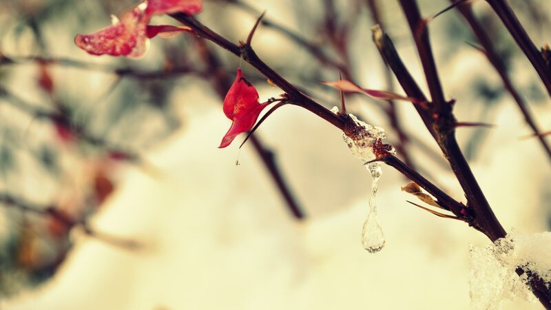 Thorny Branch with Ice — Brown