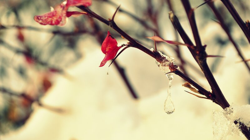 Thorny Branch with Ice — Red