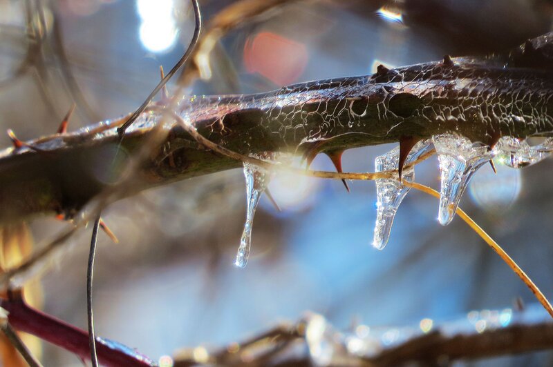 Thorny Branch with Ice