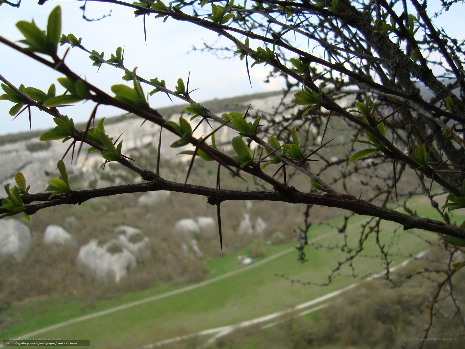 Thorny branch with landscape view