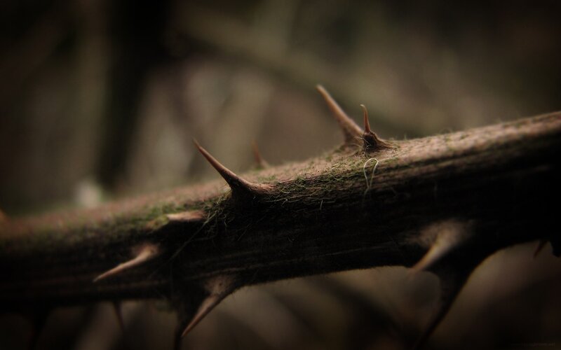 Thorny Branch with Moss