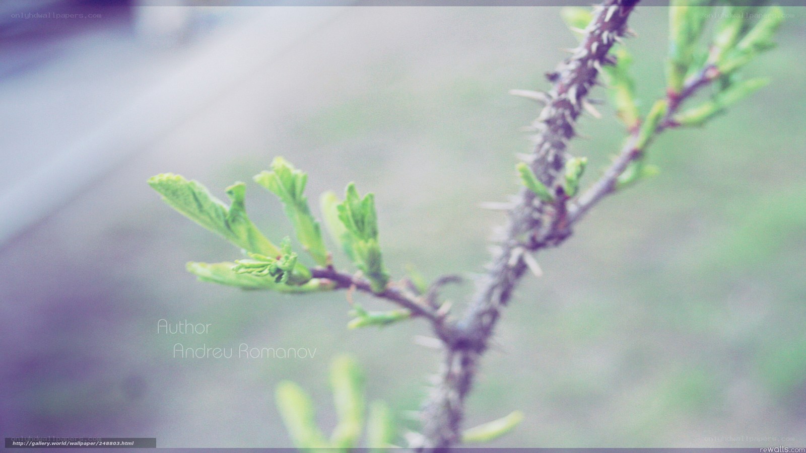 thorny branch with new leaves
