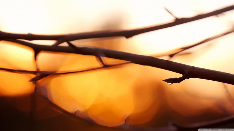 Thorny Branch with Water Droplet — Orange