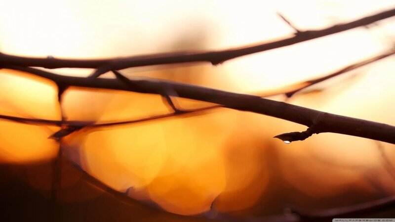 Thorny Branch with Water Droplet