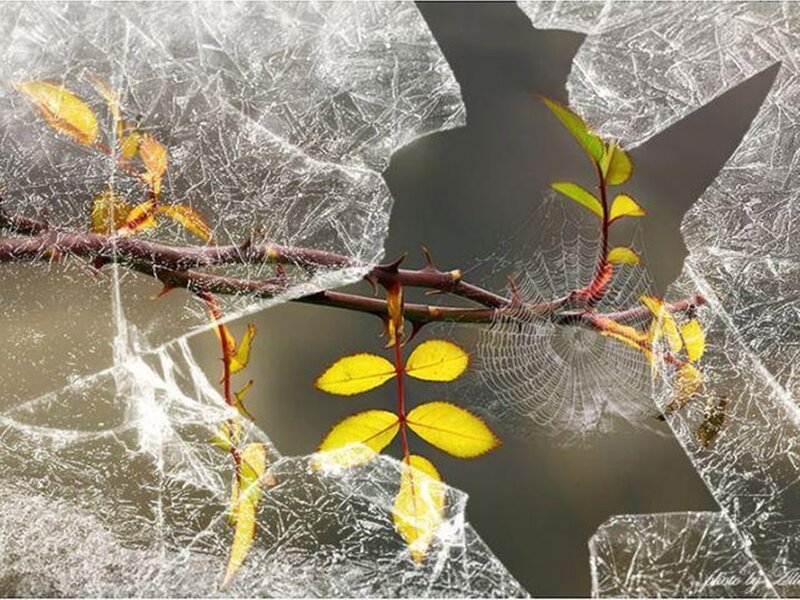 Thorny Branch with Yellow Leaves