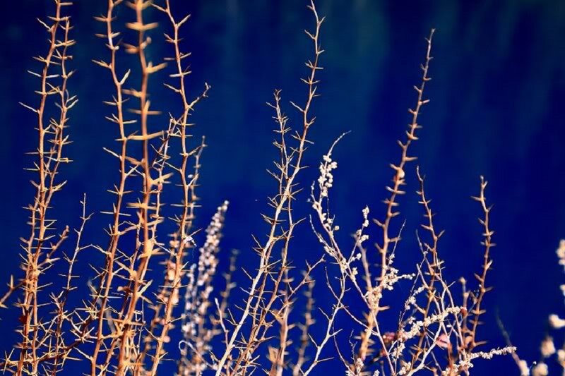 Thorny Branches Against Blue