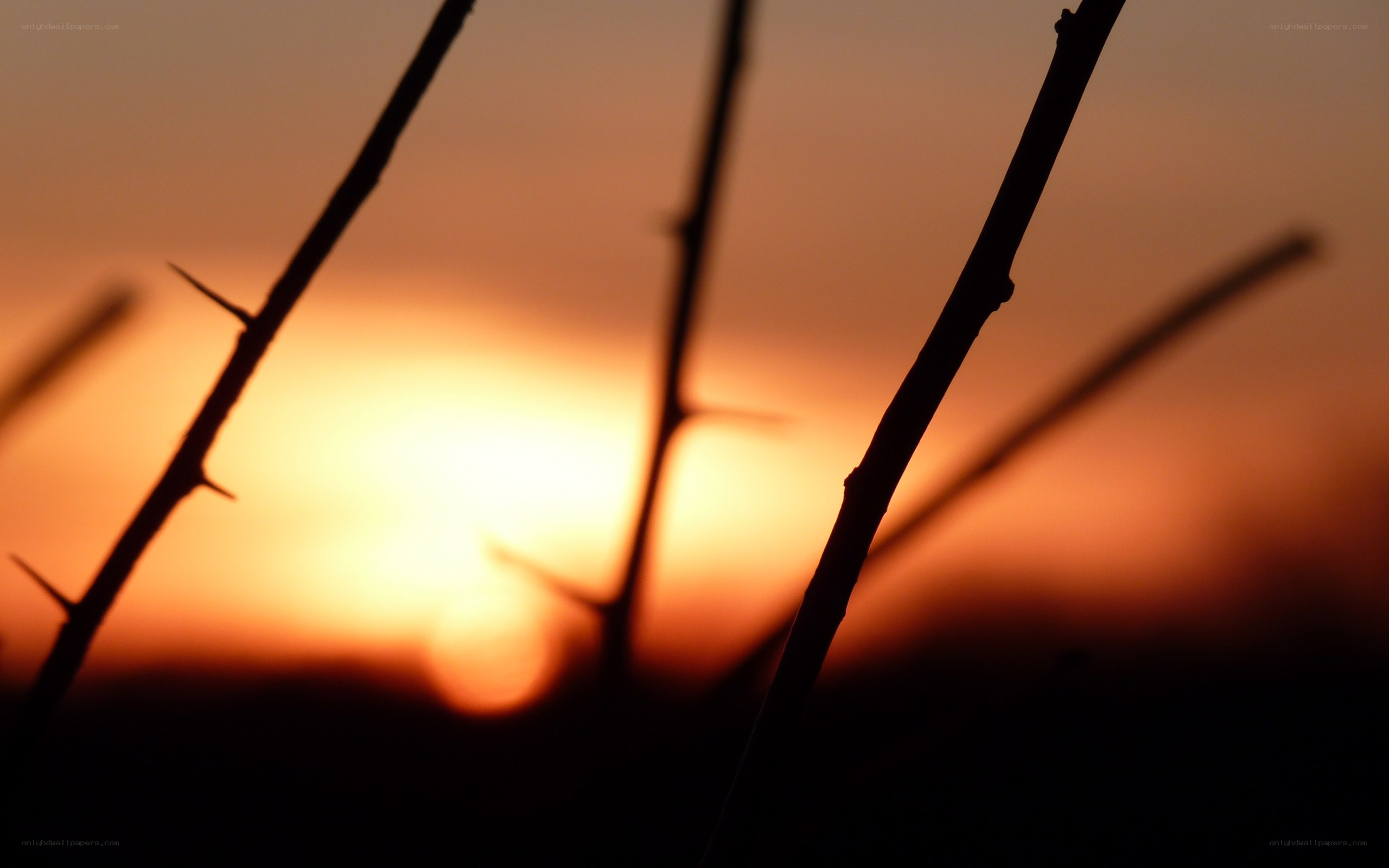 Thorny branches at sunset