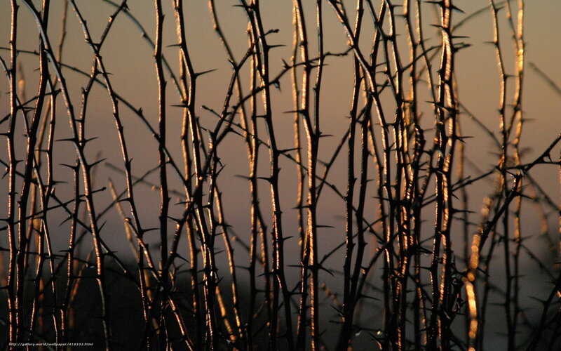 Thorny branches at sunset