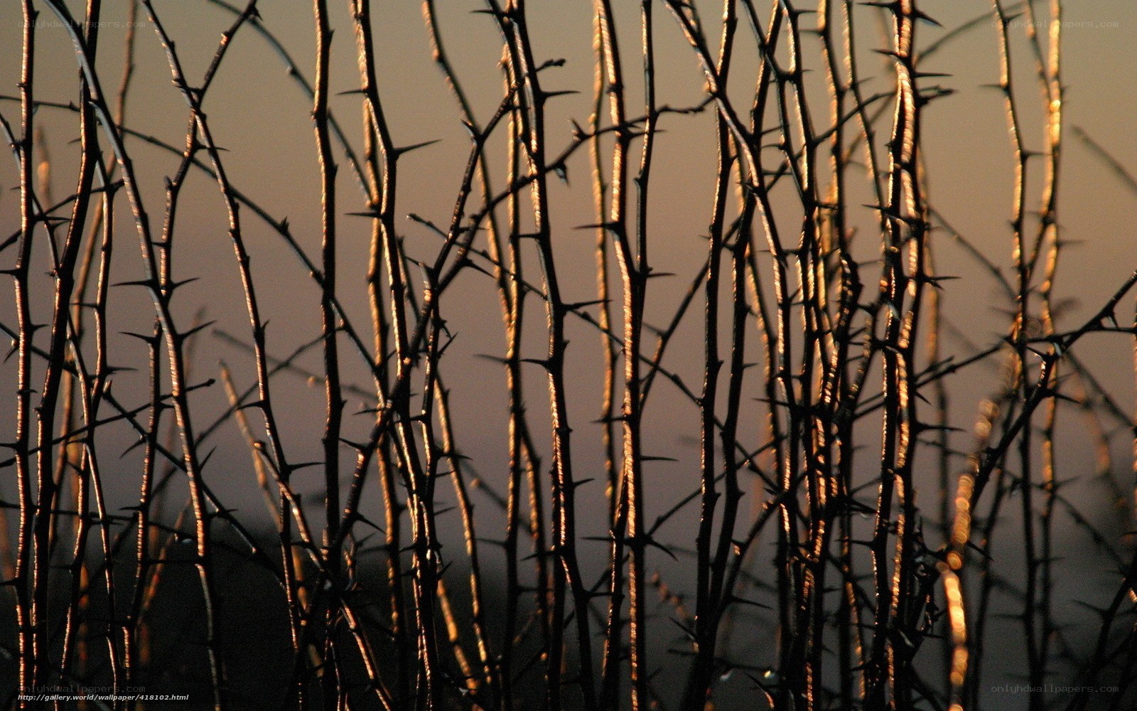 Thorny branches at sunset