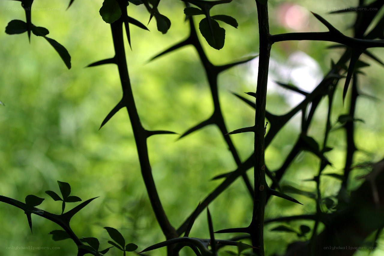 Thorny branches in silhouette