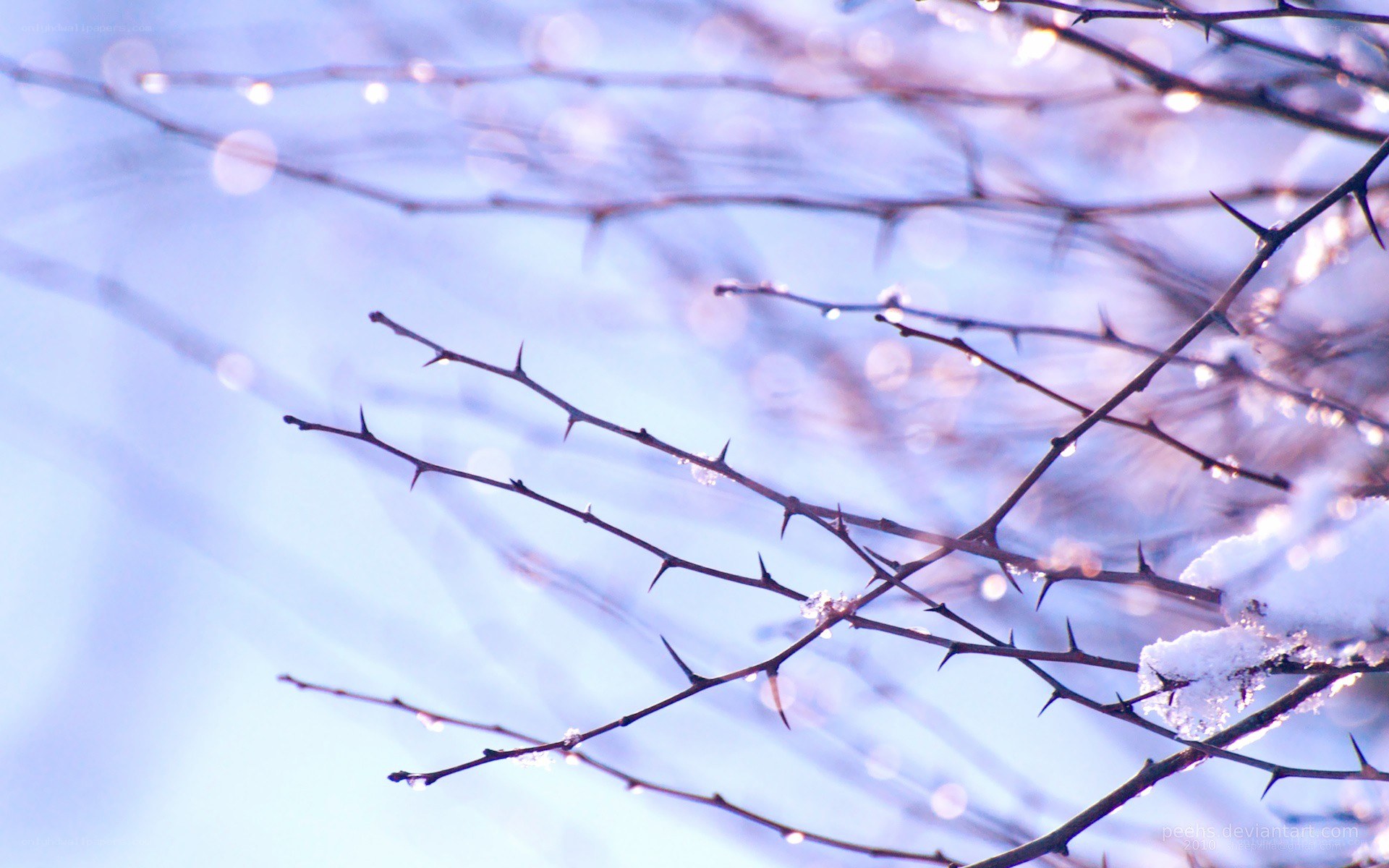 thorny branches in winter light