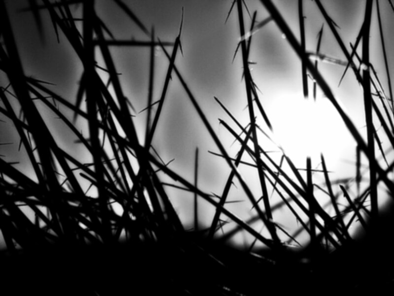 Thorny Branches Silhouette