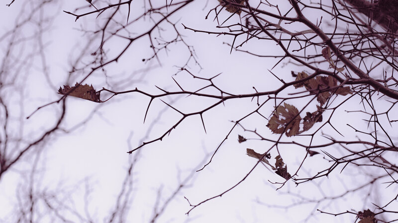 Thorny Branches with Leaves