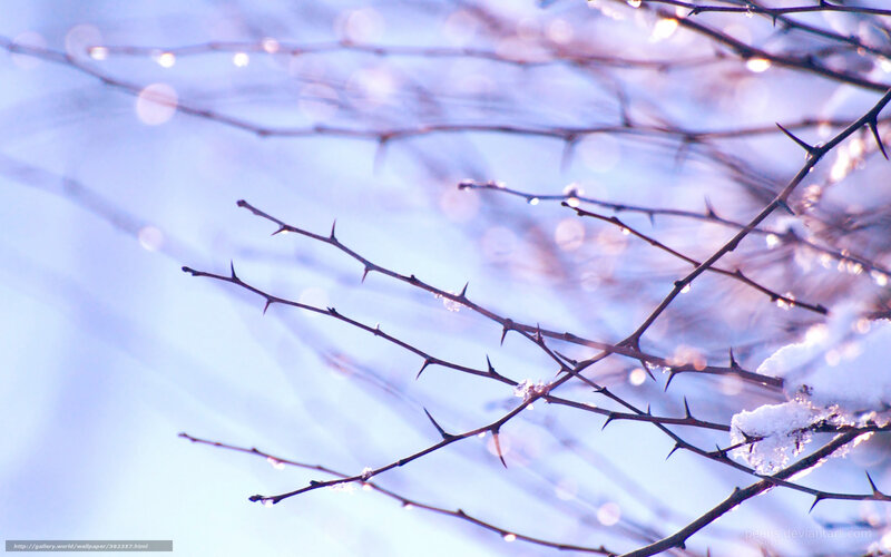 Thorny Branches with Snow