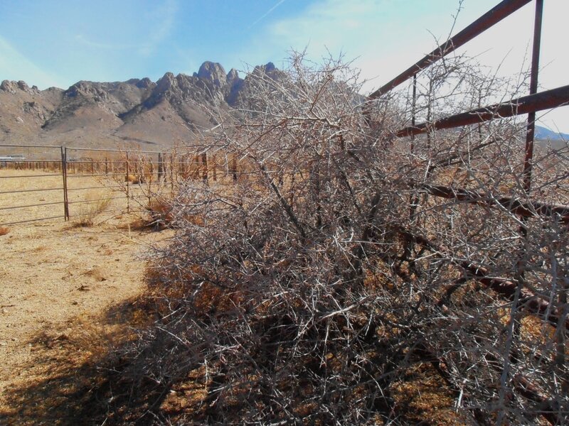 Thorny Bush in Desert