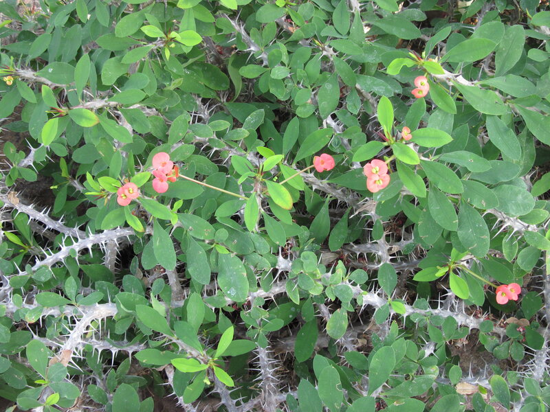 Thorny Bush with Pink Flowers