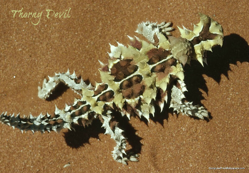 Thorny Devil Lizard — Brown, Natural