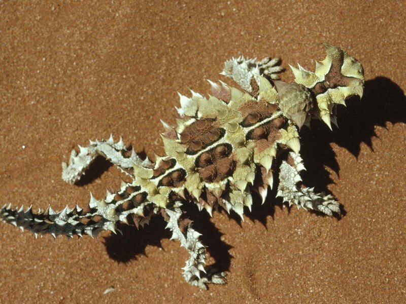 Thorny Devil Lizard — Brown, Neutral