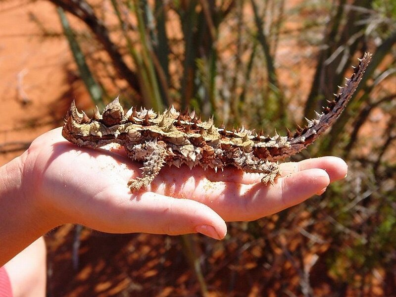 Thorny Devil Lizard — Brown