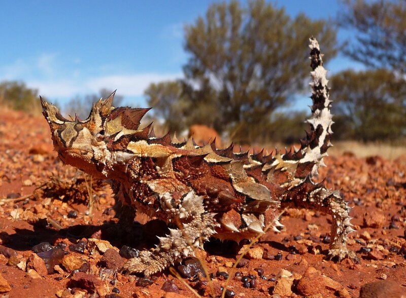Thorny devil lizard in desert