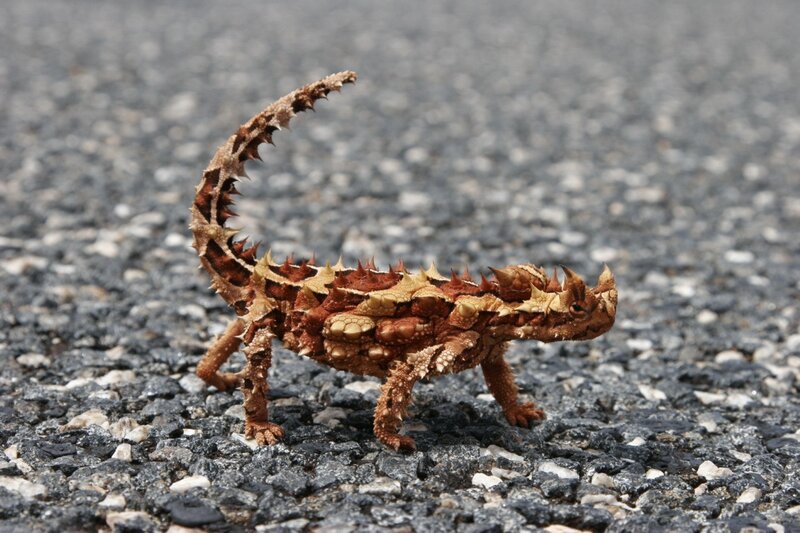 Thorny devil lizard on pavement