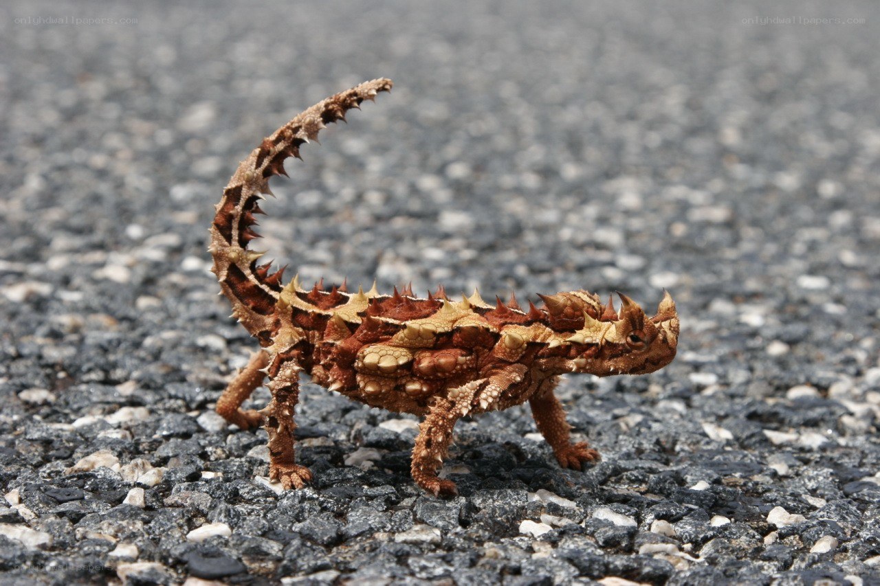 Thorny devil lizard on pavement