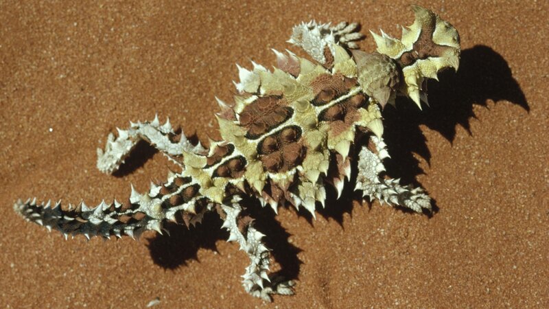 Thorny devil lizard on sand