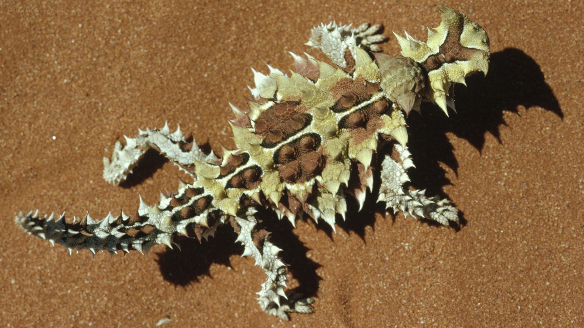 Thorny devil lizard on sand