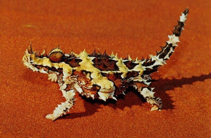Thorny devil lizard on sand