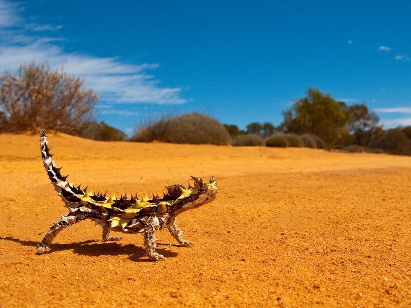 Thorny Devil Lizard — Orange, Arid