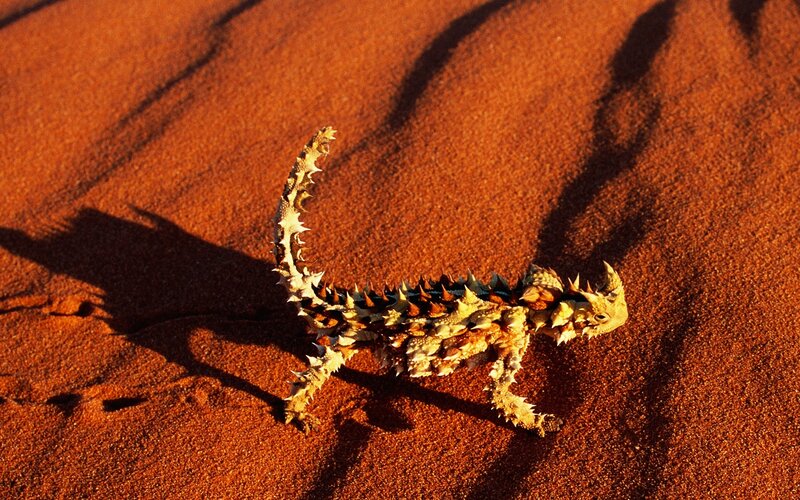 Thorny Devil Lizard — Orange, Dramatic