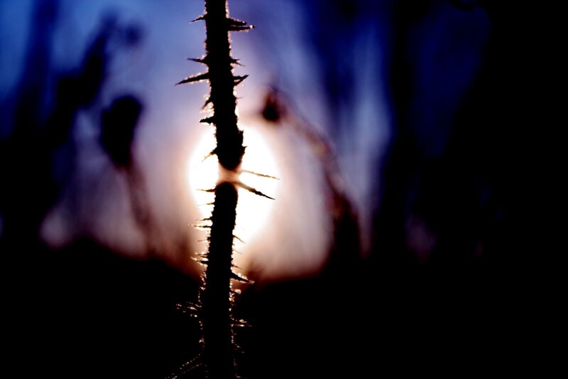 Thorny Plant Silhouette