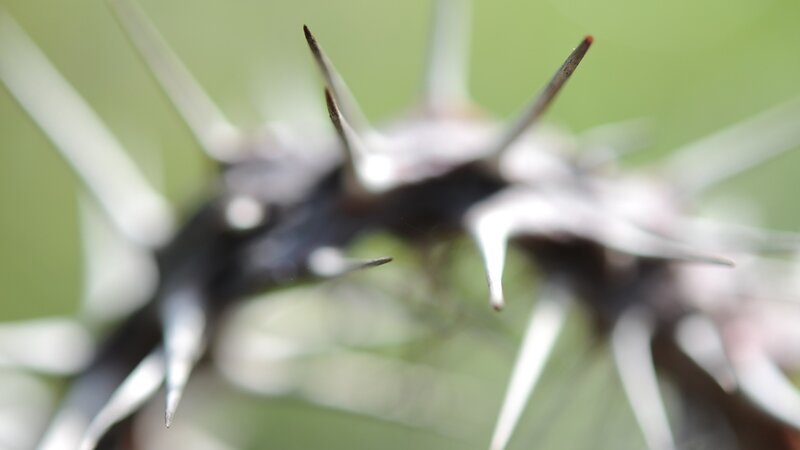 Thorny Plant Stem — Green