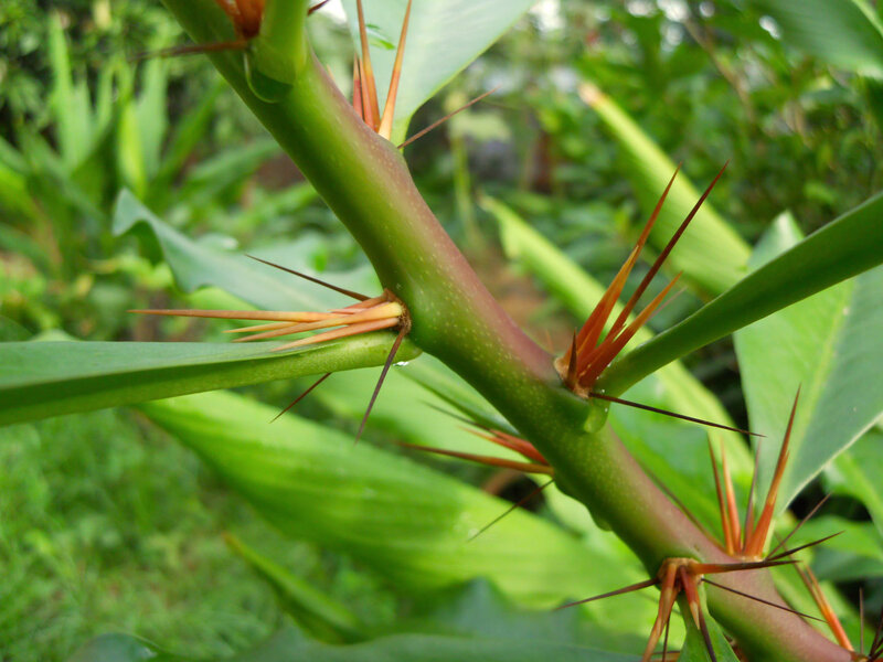 Thorny Plant Stem