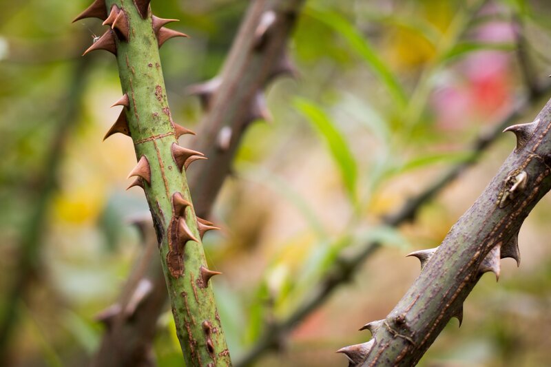 Thorny plant stems in focus