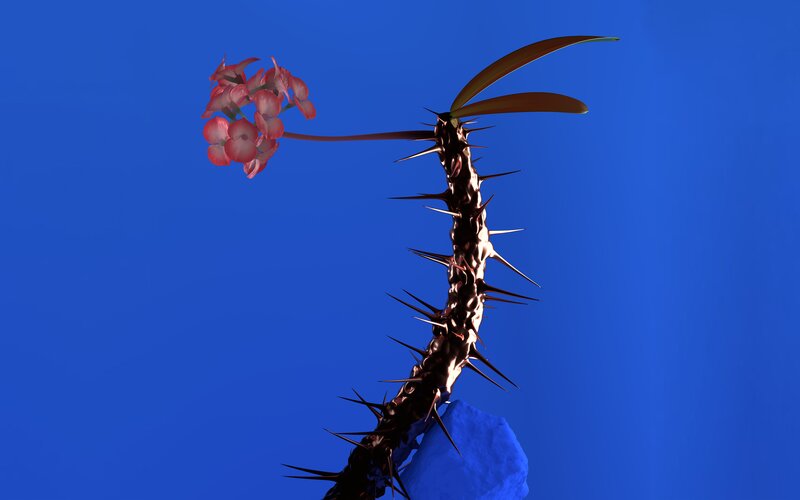 Thorny Plant with Flowers