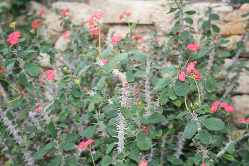 Thorny Plant with Pink Flowers