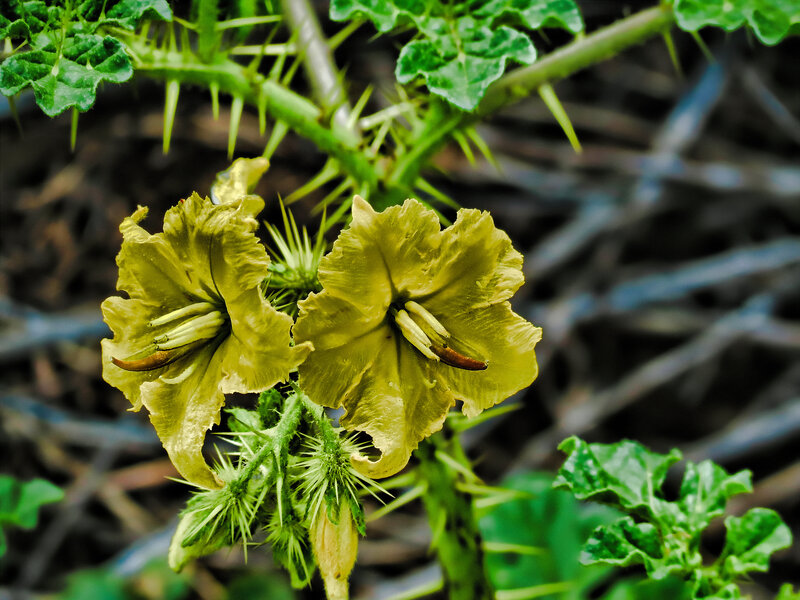 Thorny Plant with Yellow Flowers
