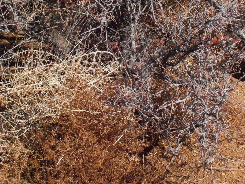 Thorny Shrub in Dry Soil