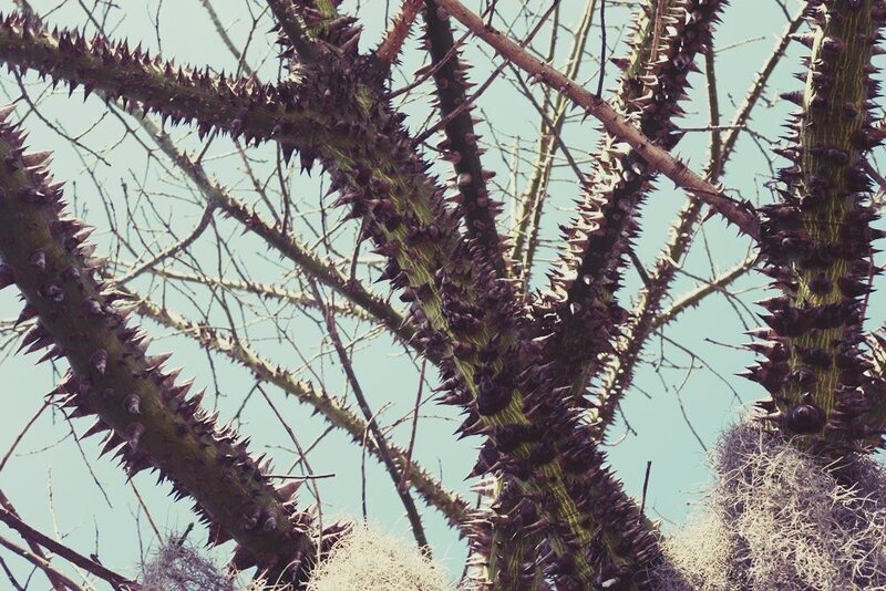 thorny tree branches against sky