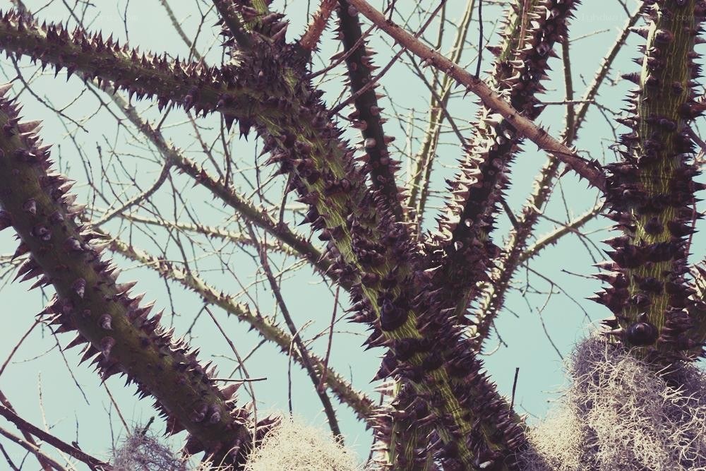 thorny tree branches against sky
