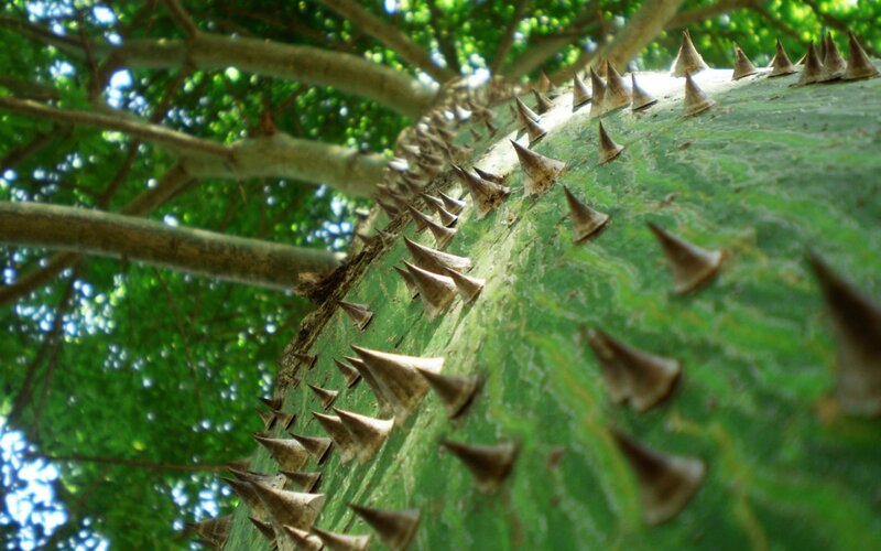Thorny tree trunk close-up