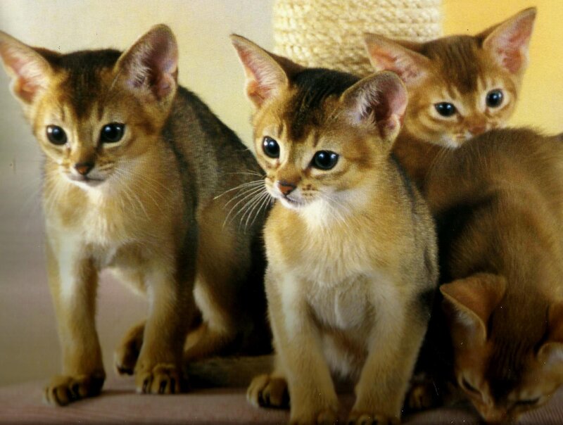Three Abyssinian Kittens — Brown