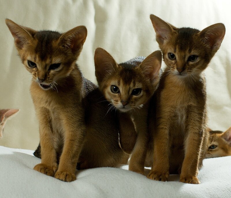 Three Abyssinian Kittens
