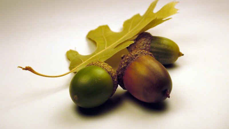 Three Acorns with Leaf