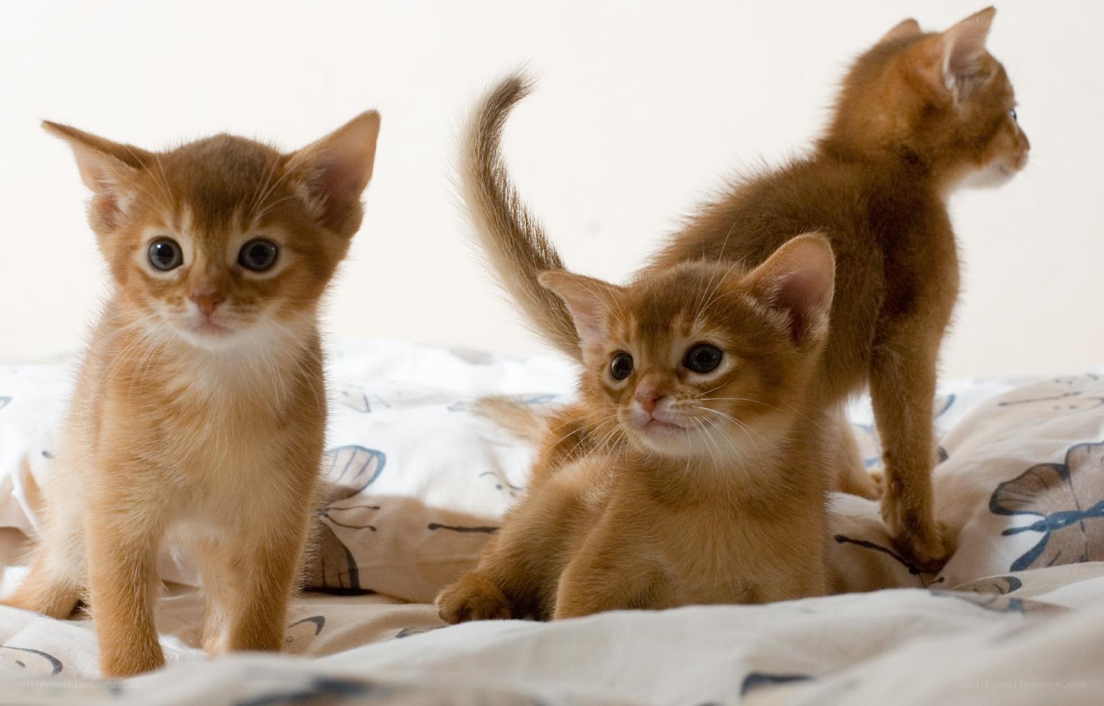 three adorable kittens on a blanket