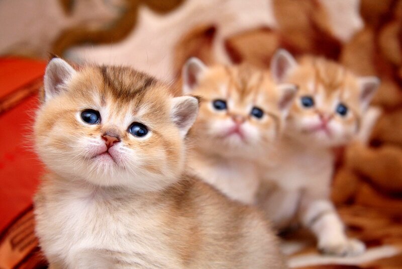 Three adorable kittens together
