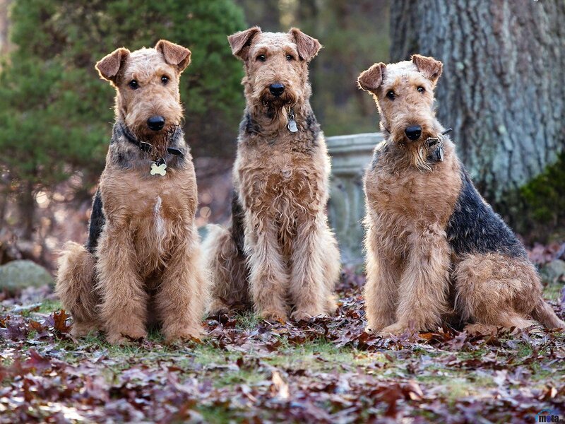 Three Airedale Terriers