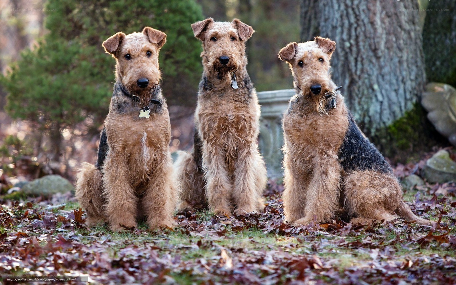 three airedales in autumn