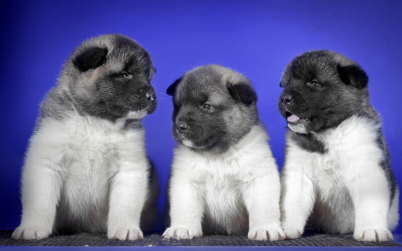 Three Akita Puppies